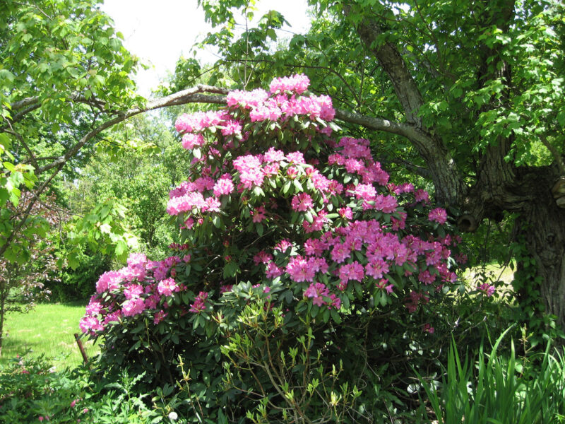 Mature ‘Rosy Lights’ azalea in full bloom Mature ‘Rosy Lights’ azalea in full bloom