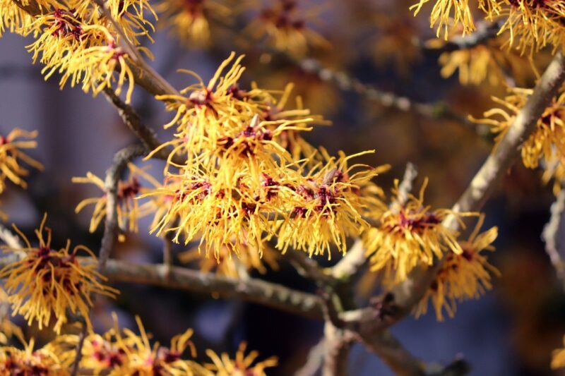 Hamamelis vernalis Hamamelis vernalis