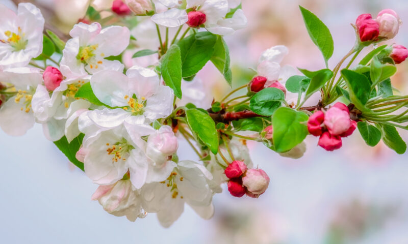 Apple blossoms herald the arrival of spring image - Apple blossoms herald the arrival of spring