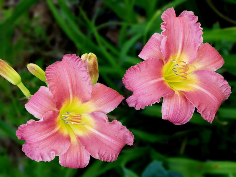 Creating new daylilies is a lengthy process image - Creating new daylilies is a lengthy process