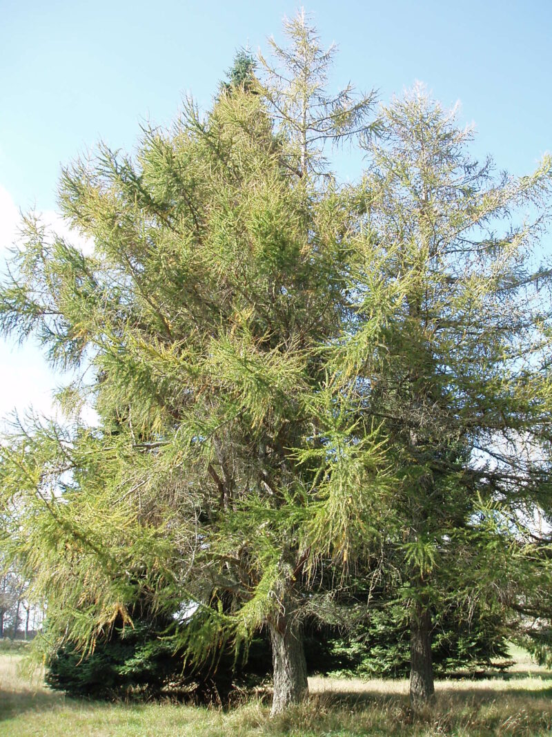 Cytospora destroys spruce from the bottom up image - Cytospora destroys spruce from the bottom up