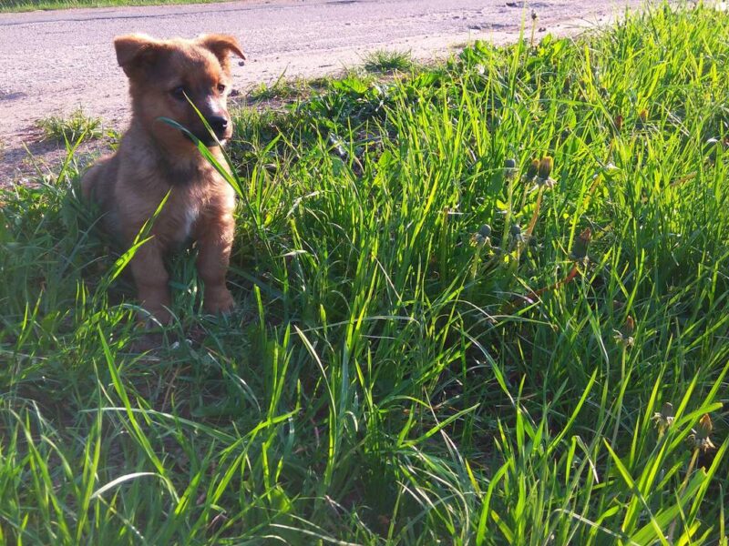 Lawn Burn Caused by Dog Urine: How to Deal With It image - Lawn Burn Caused by Dog Urine: How to Deal With It
