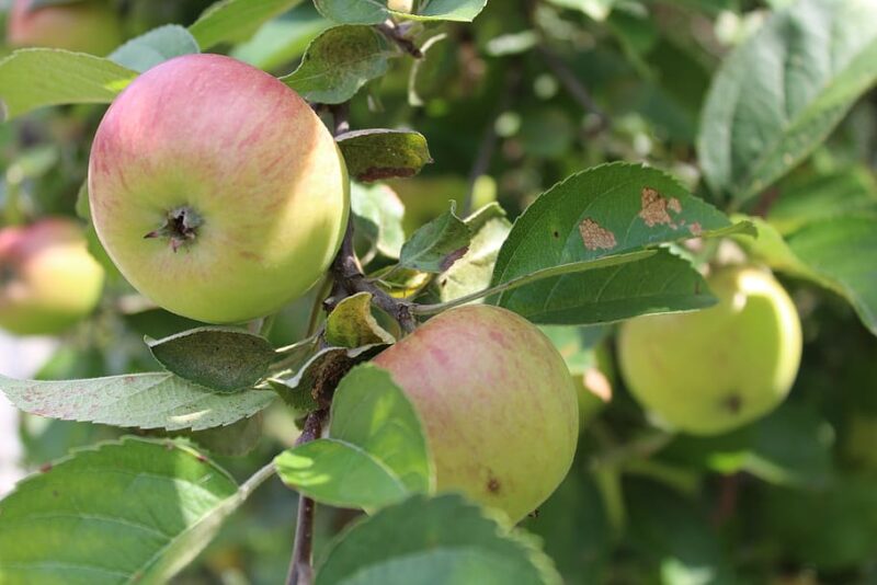 Goodland' apple image - Goodland' apple