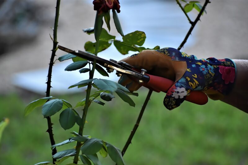 Learn proper pruning techniques for trees image - Learn proper pruning techniques for trees