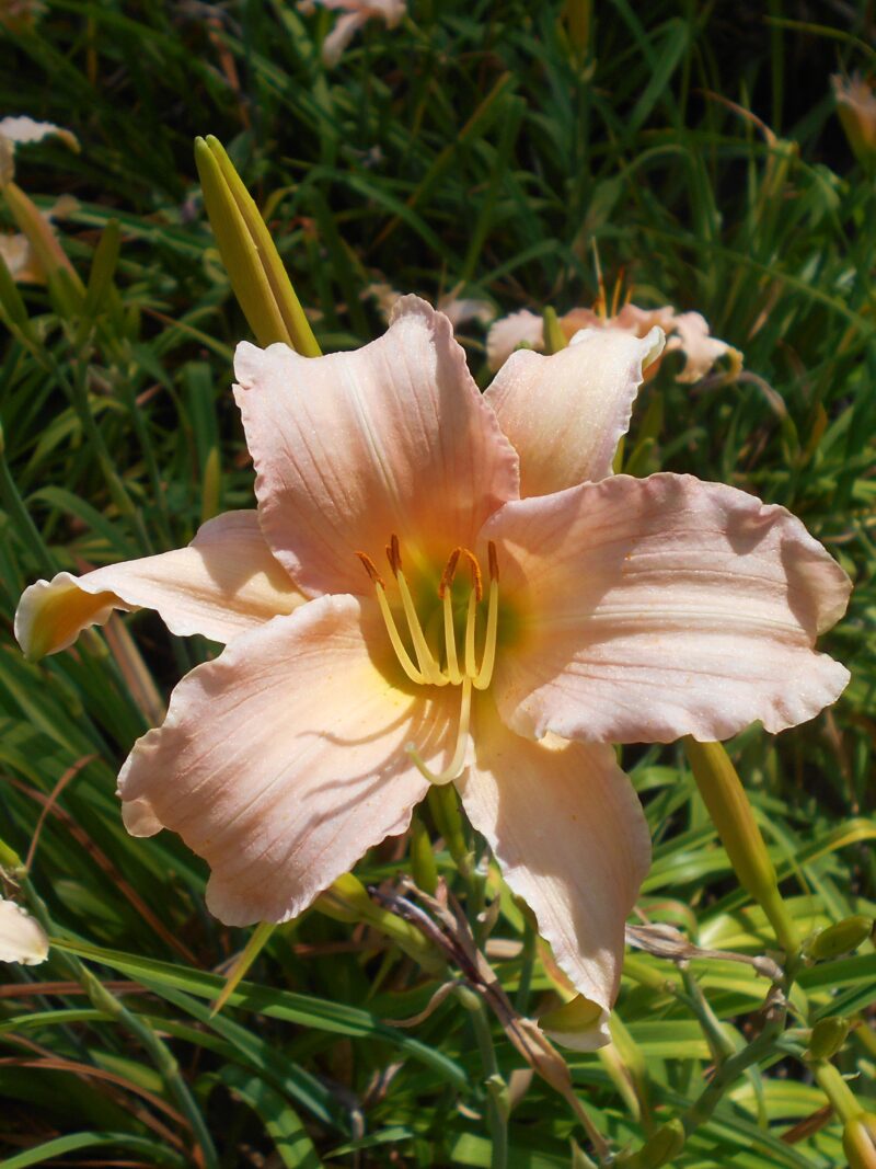 Sugarplum Taffy', a Mason hybrid daylily image - Sugarplum Taffy', a Mason hybrid daylily