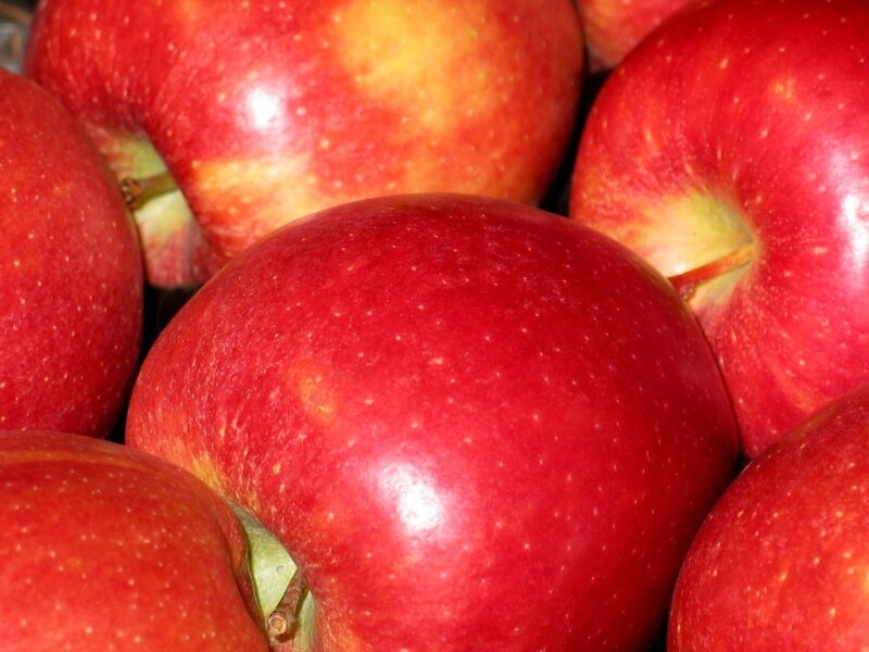 'Sweet Sixteen' apple image - 'Sweet Sixteen' apple
