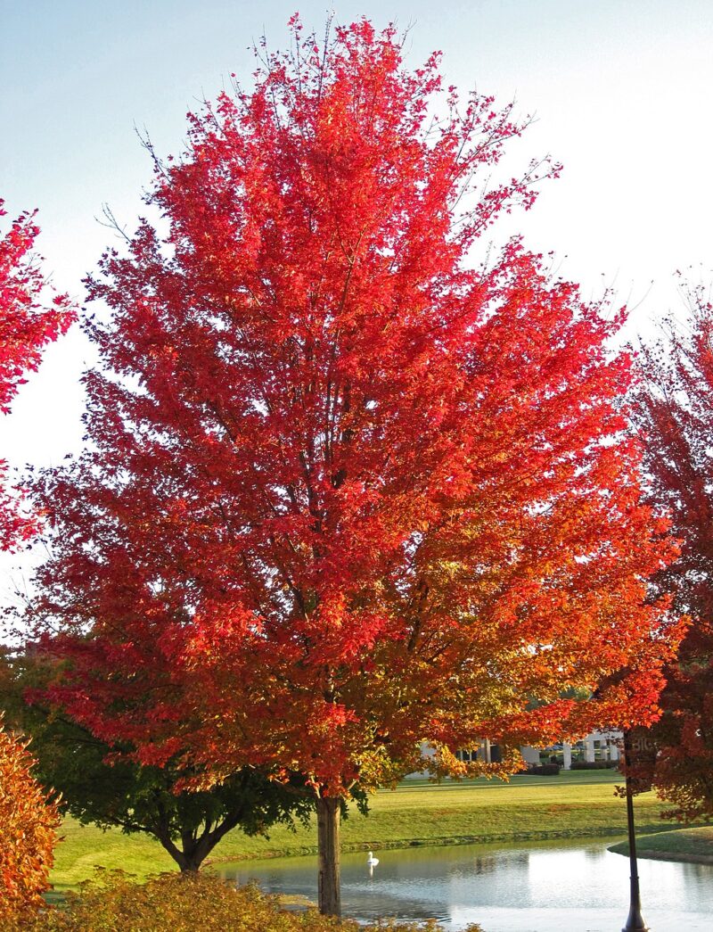 'October Glory' is a zone 5 cultivar of red maple image -
'October Glory' is a zone 5 cultivar of red maple