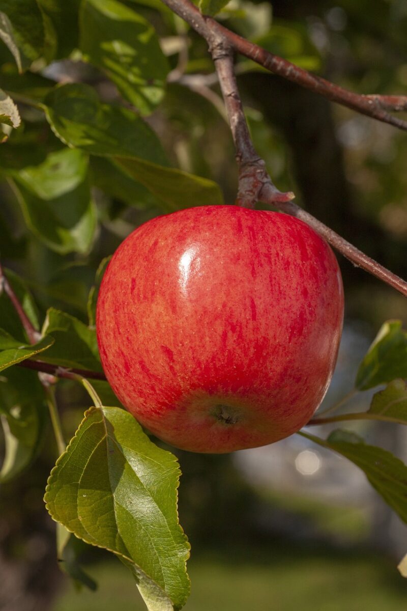 'Haralson' apple image -
'Haralson' apple