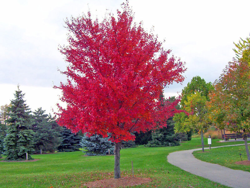 A red maple isn't a red maple isn't a red maple! image - A red maple isn't a red maple isn't a red maple!