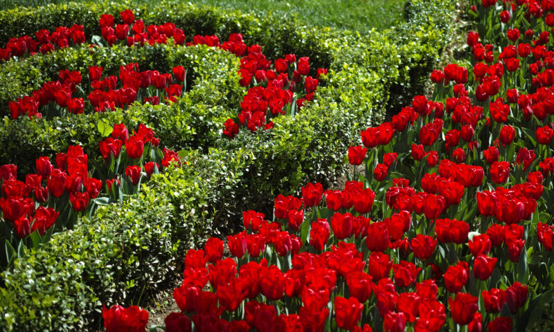 We see the waves before we see the individual flowers image - We see the waves before we see the individual flowers