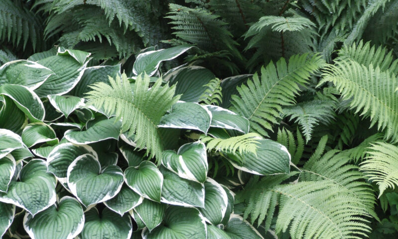 Even shade garden plants should be arranged in tiers! image - Even shade garden plants should be arranged in tiers!