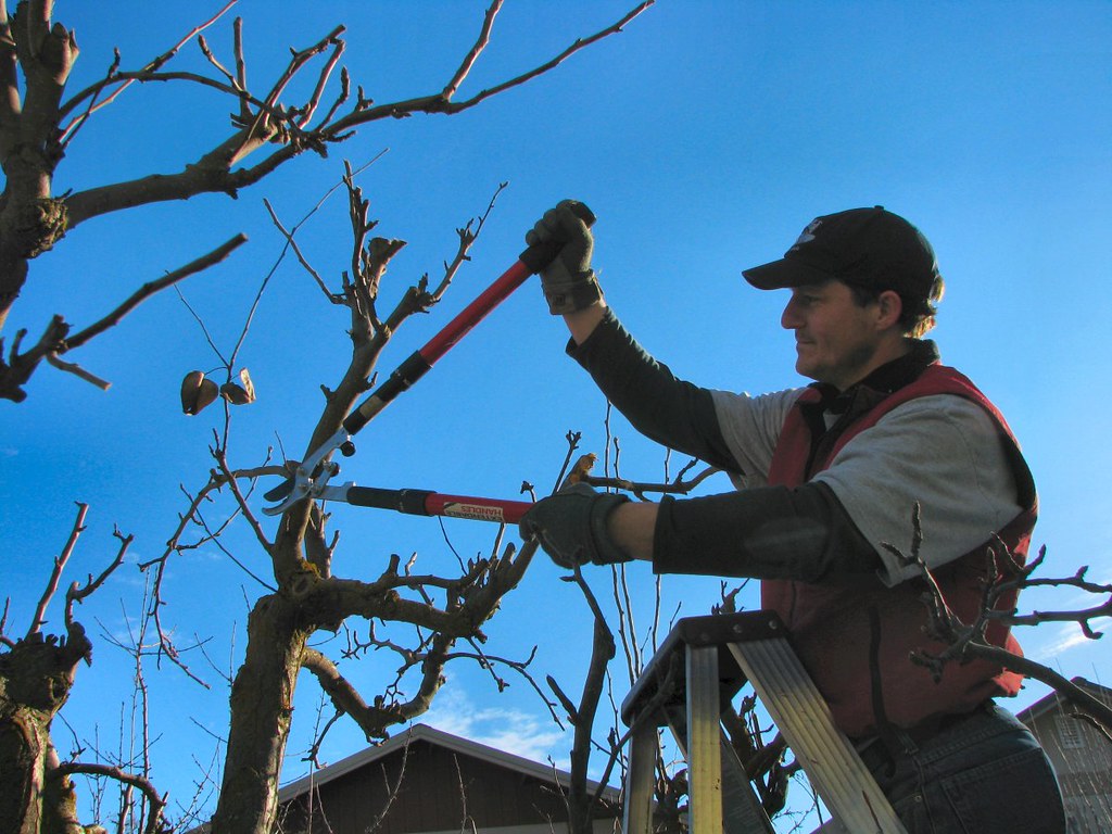 The Aftermath of Pruning: Unveiling the Benefits and Drawbacks